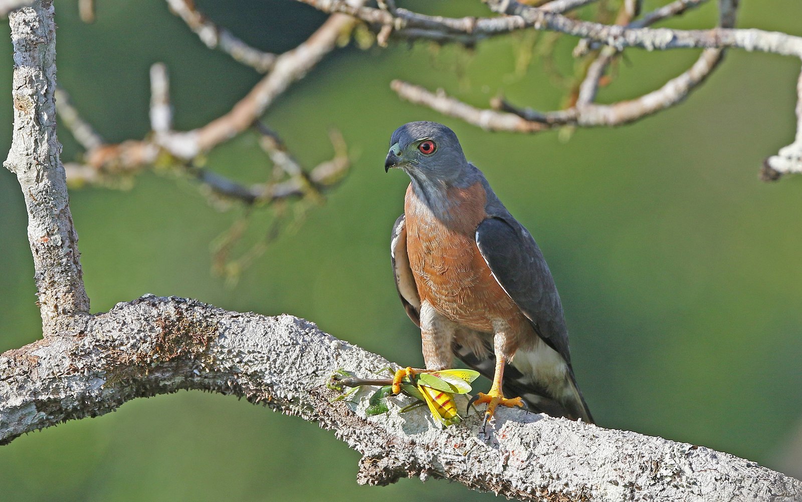 Tandwouw (Harpagus bidentatus)