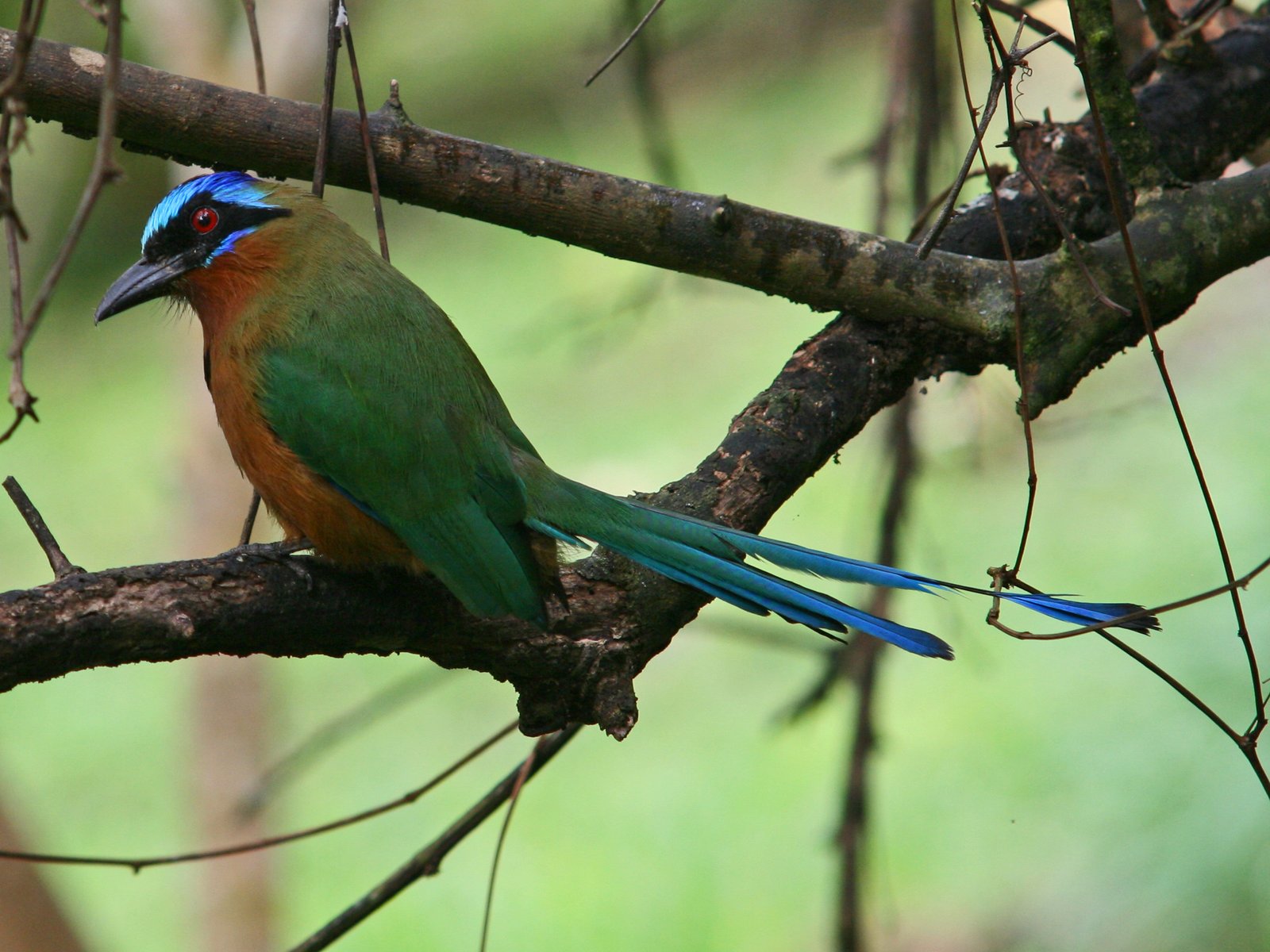 Trinidadmotmot (Momotus bahamensis)