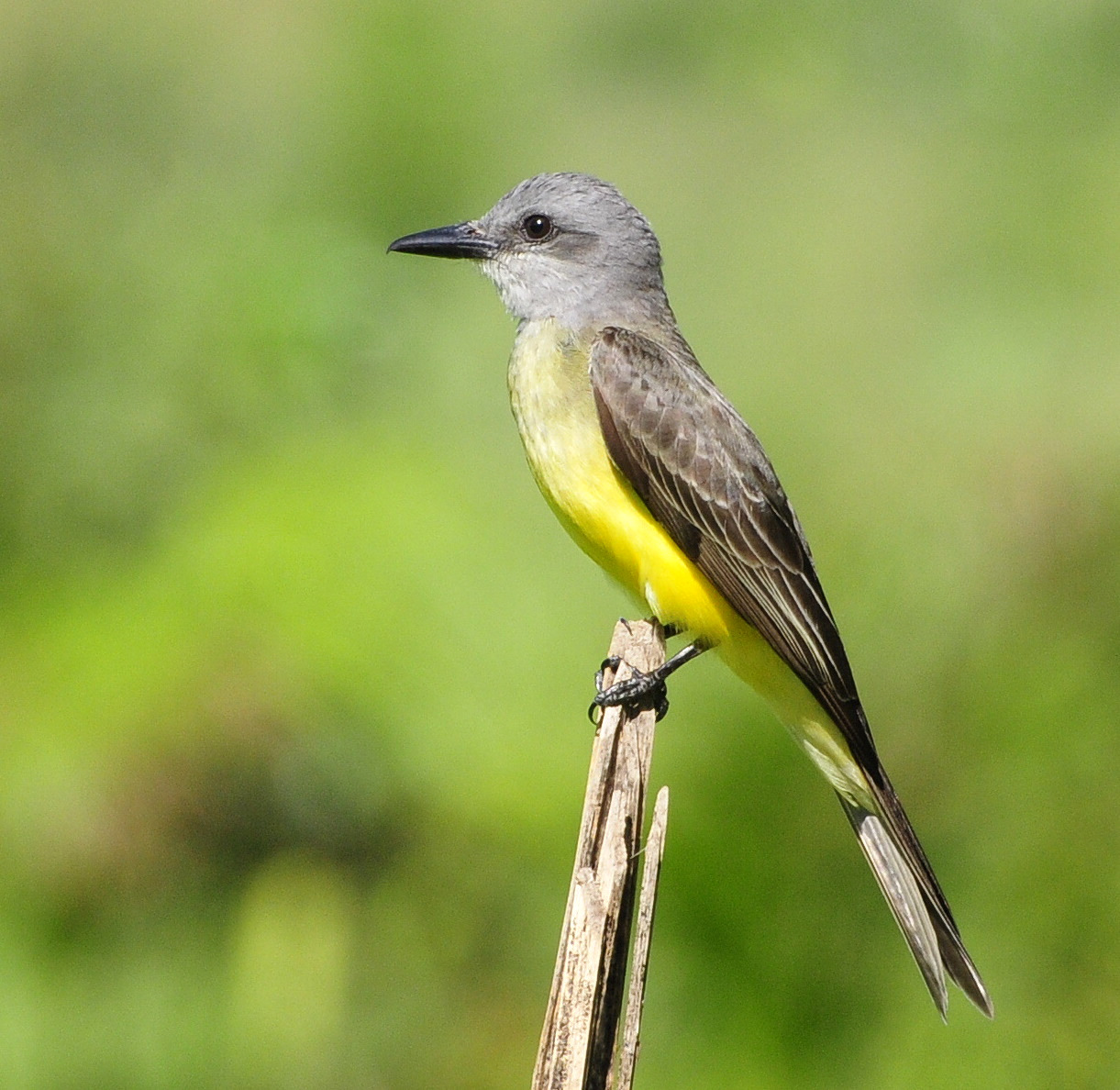 Tropische koningstiran (Tyrannus melancholicus)