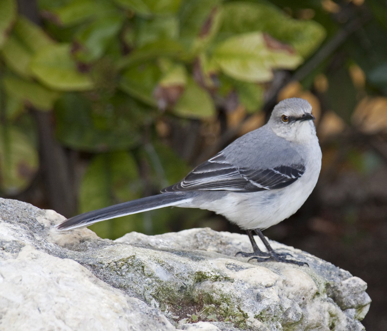 Tropische spotlijster (Mimus gilvus)