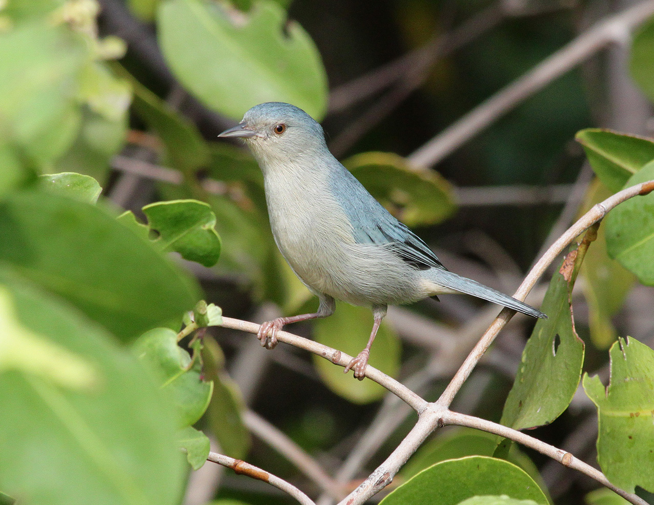 Tweekleurige spitssnavel (Conirostrum bicolor)