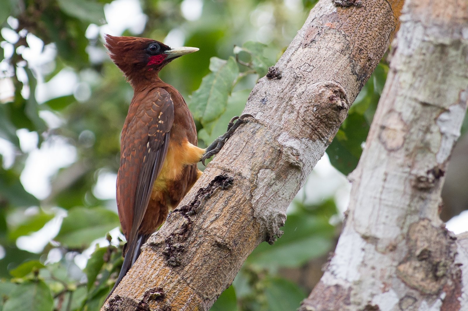 Vaalkuifspecht (Celeus elegans)