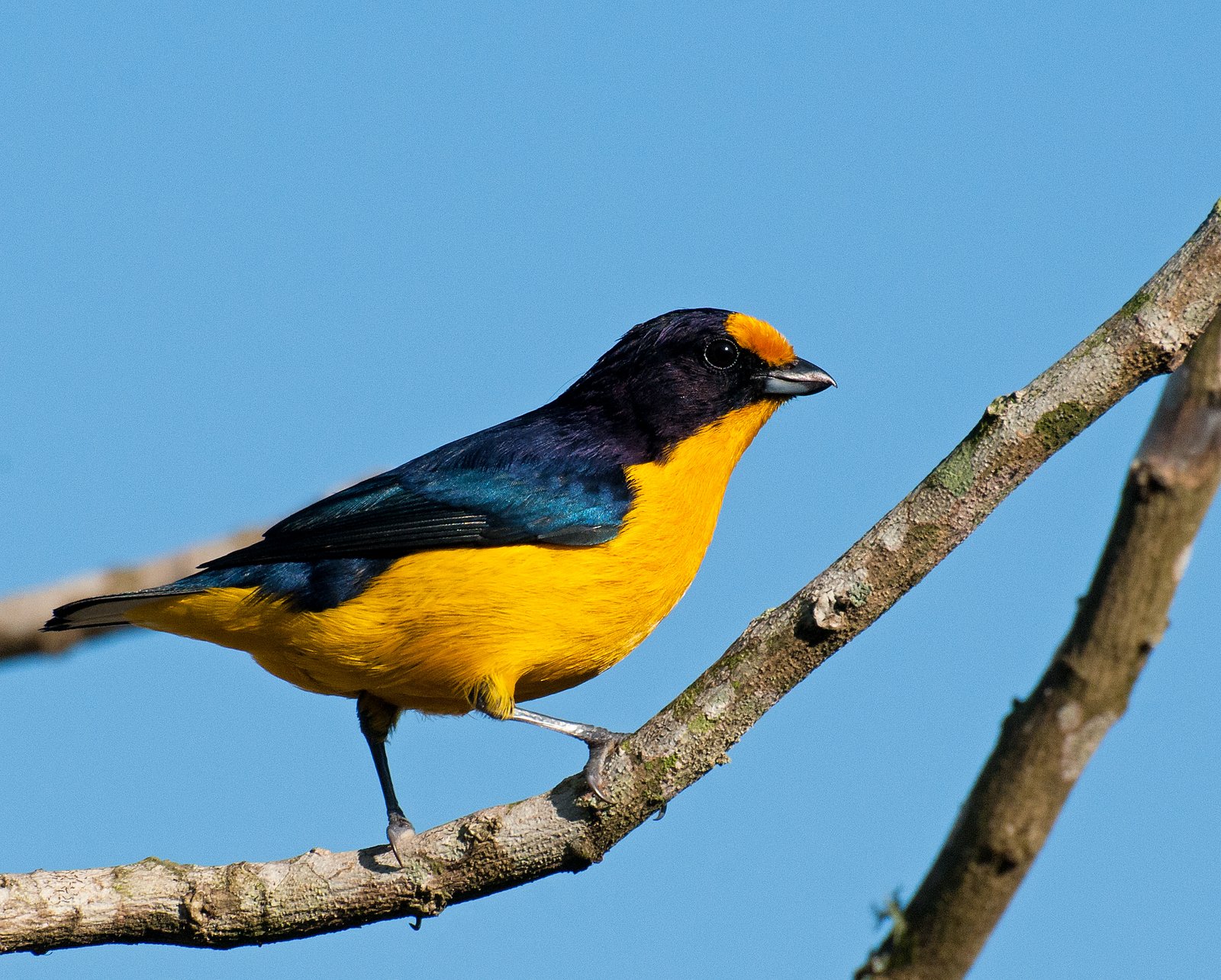 Violette organist (Euphonia violacea)