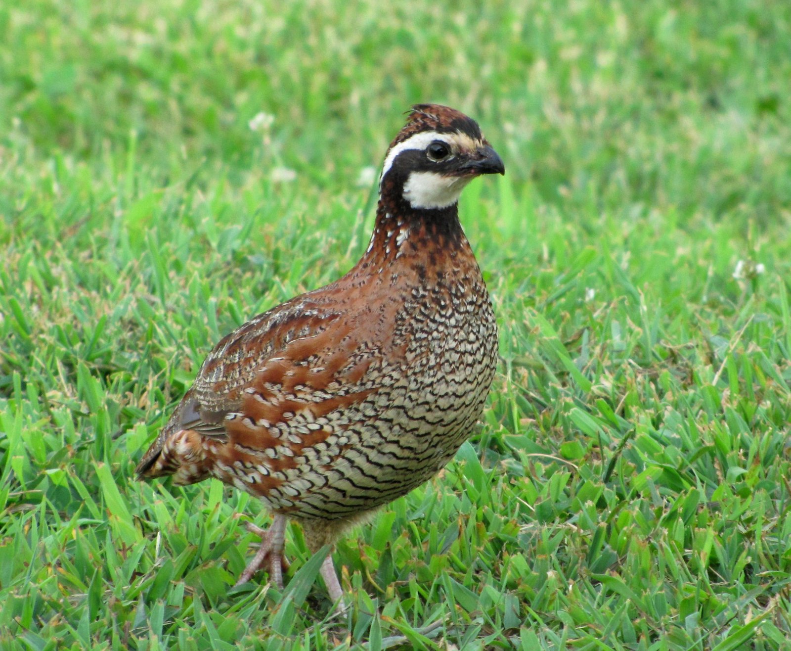 Virginiaanse boomkwartel (Colinus virginianus)