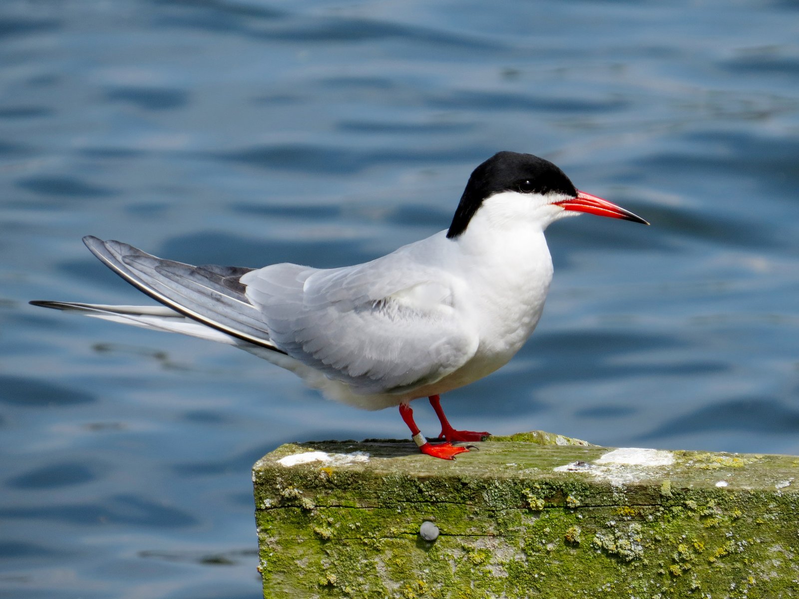 Visdief (Sterna hirundo)