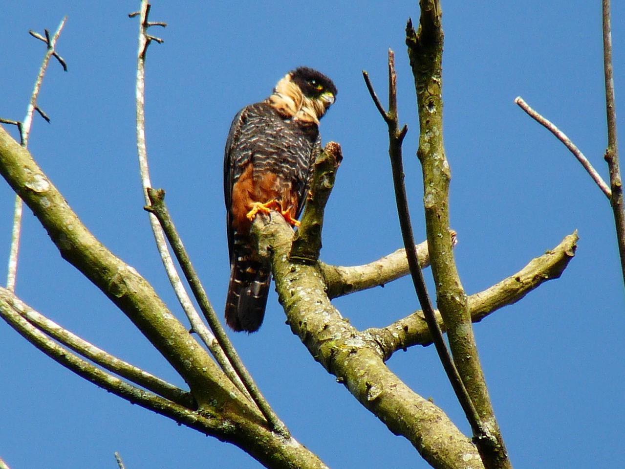 Vleermuisvalk (Falco rufigularis)