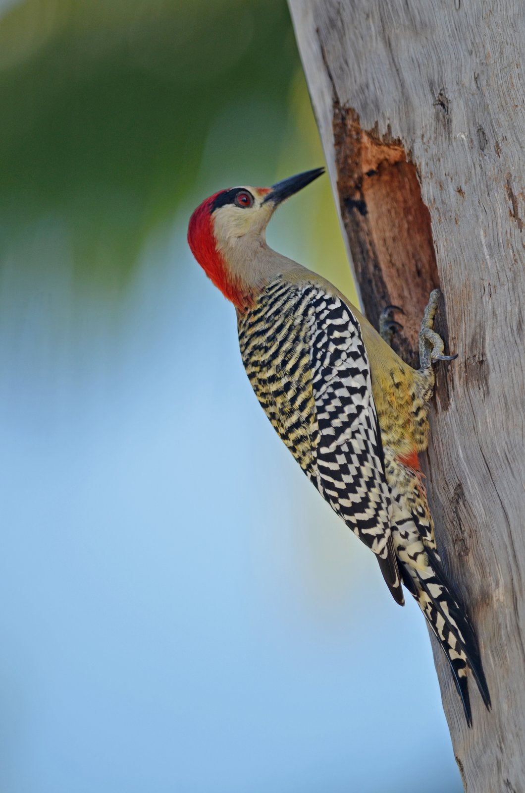 West-Indische specht (Melanerpes superciliaris)