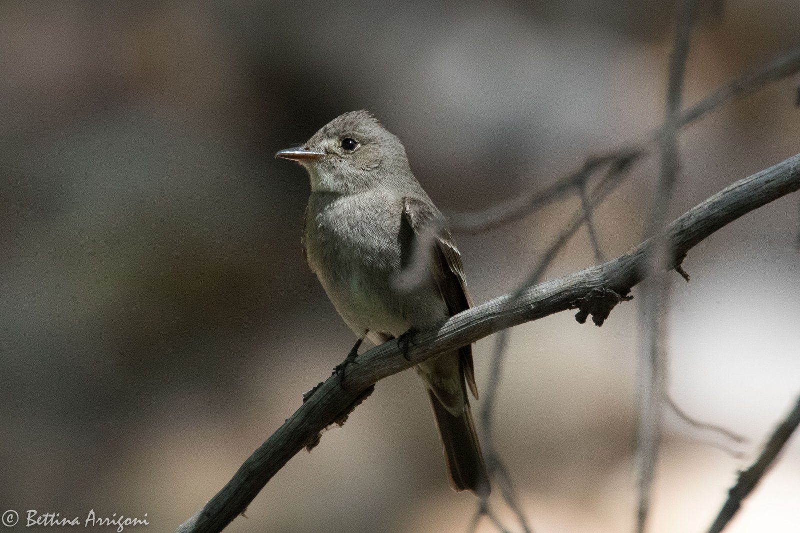 Westelijke bospiewie (Contopus sordidulus)
