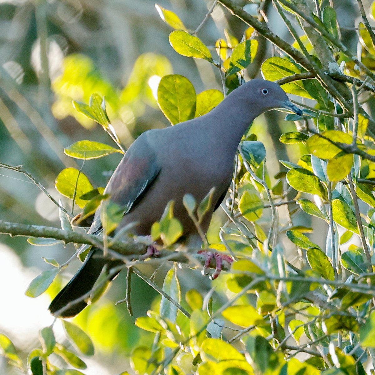 Wijnrode duif (Patagioenas inornata)