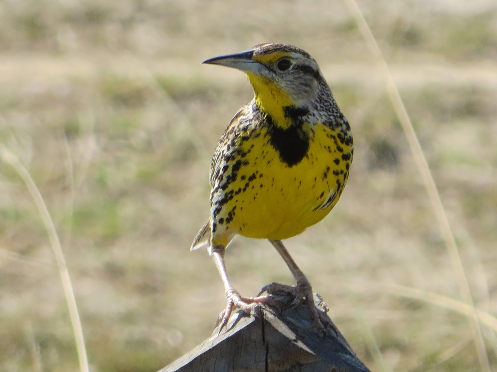 Witkaakweidespreeuw (Sturnella magna)