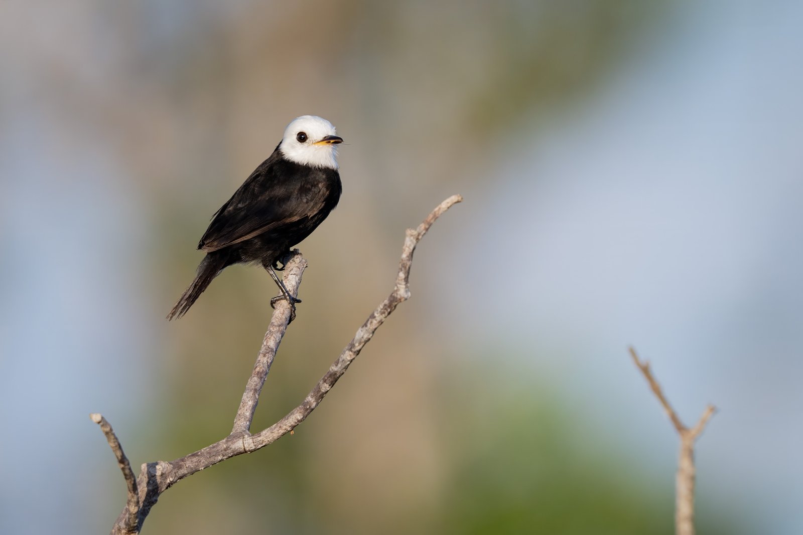 Witkopwatertiran (Arundinicola leucocephala)