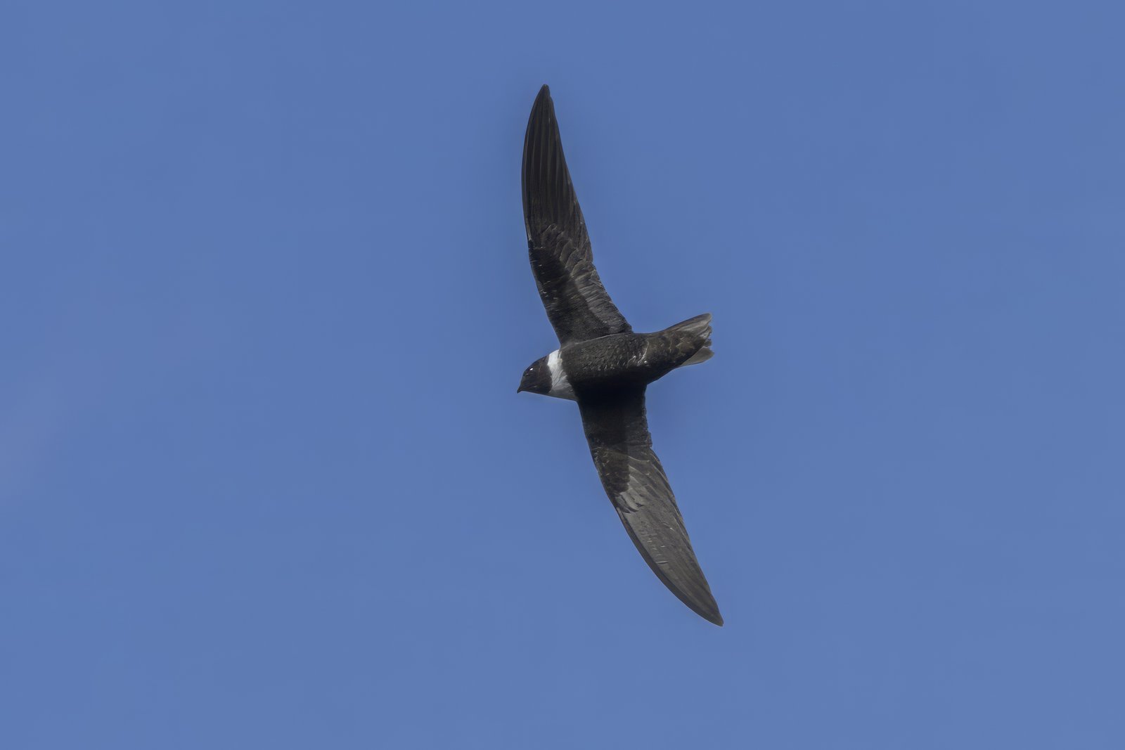 Witkraaggierzwaluw (Streptoprocne zonaris)