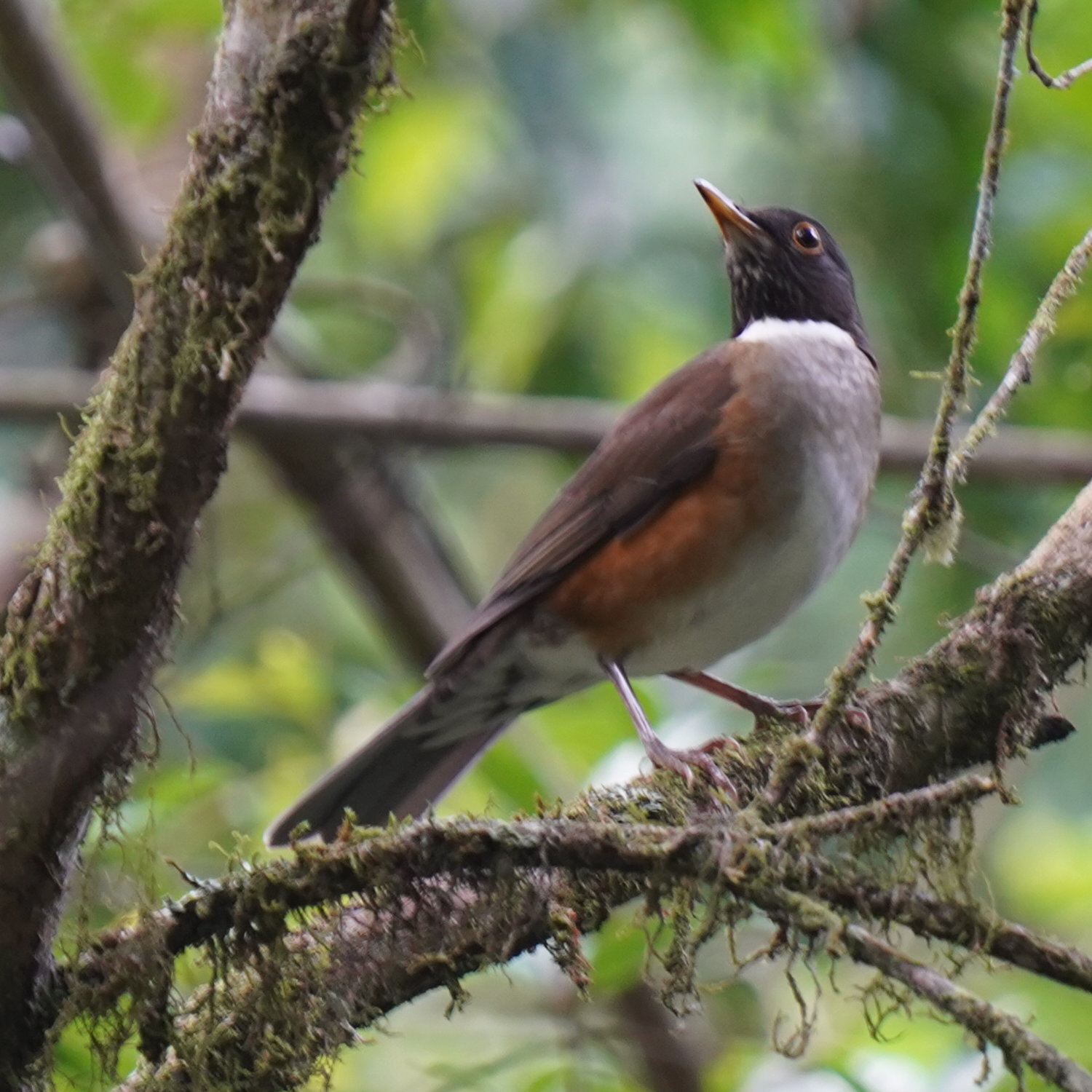 Witneklijster (Turdus albicollis)