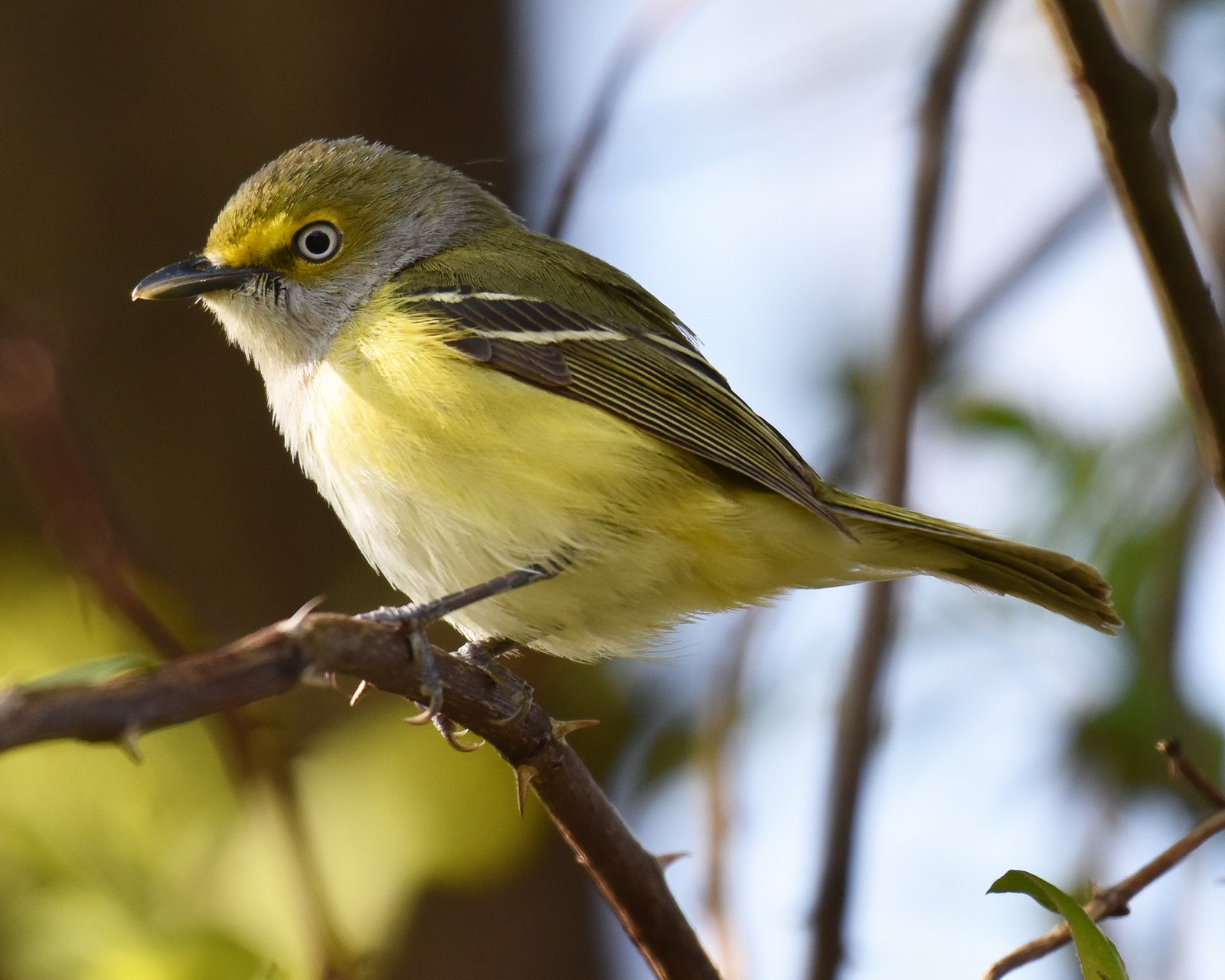 Witoogvireo (Vireo griseus)