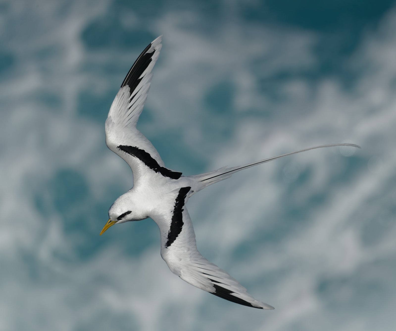 Witstaartkeerkringvogel (Phaethon lepturus)