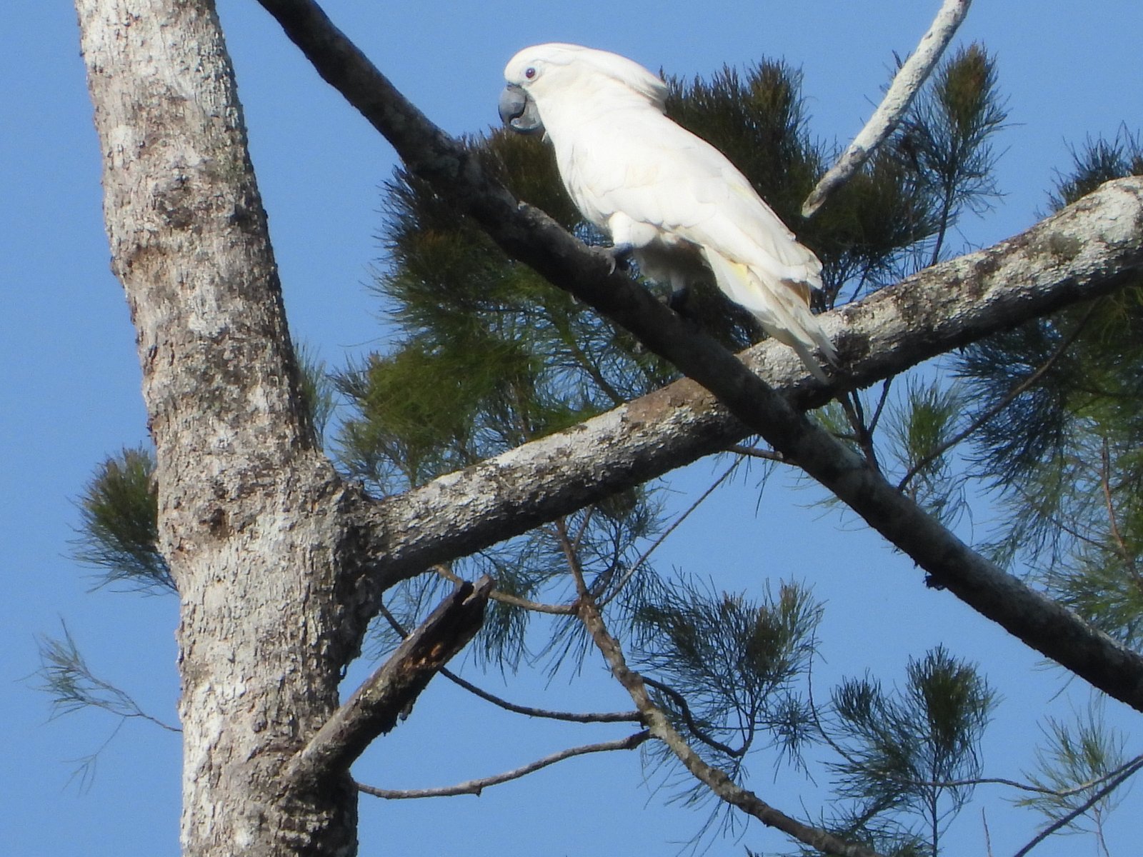 Witte kaketoe (Cacatua alba)