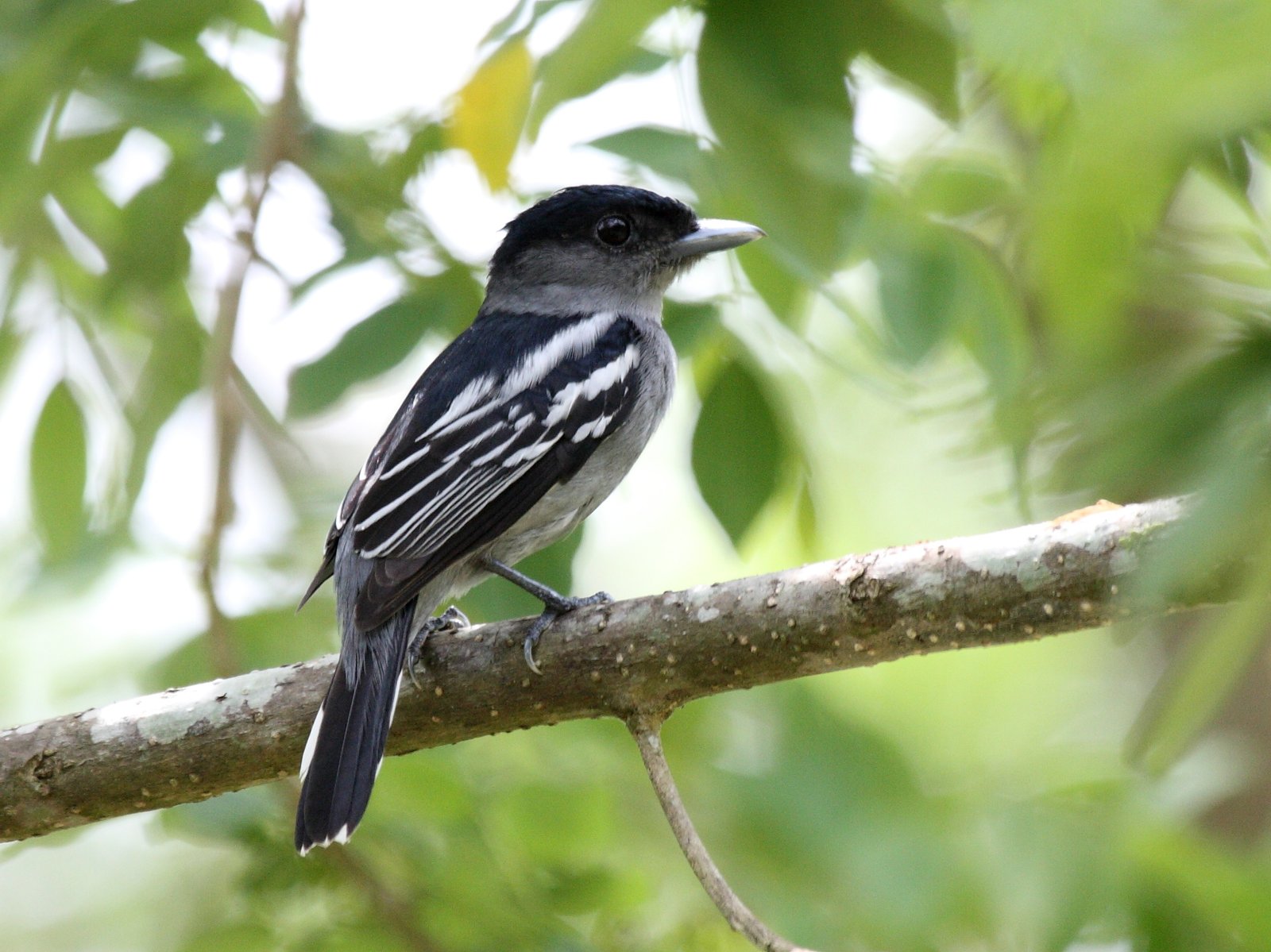 Witvleugelbekarde (Pachyramphus polychopterus)