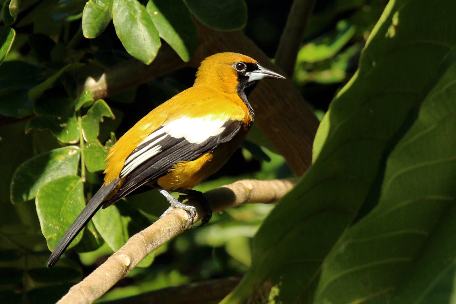 Witvleugeltroepiaal (Icterus leucopteryx)