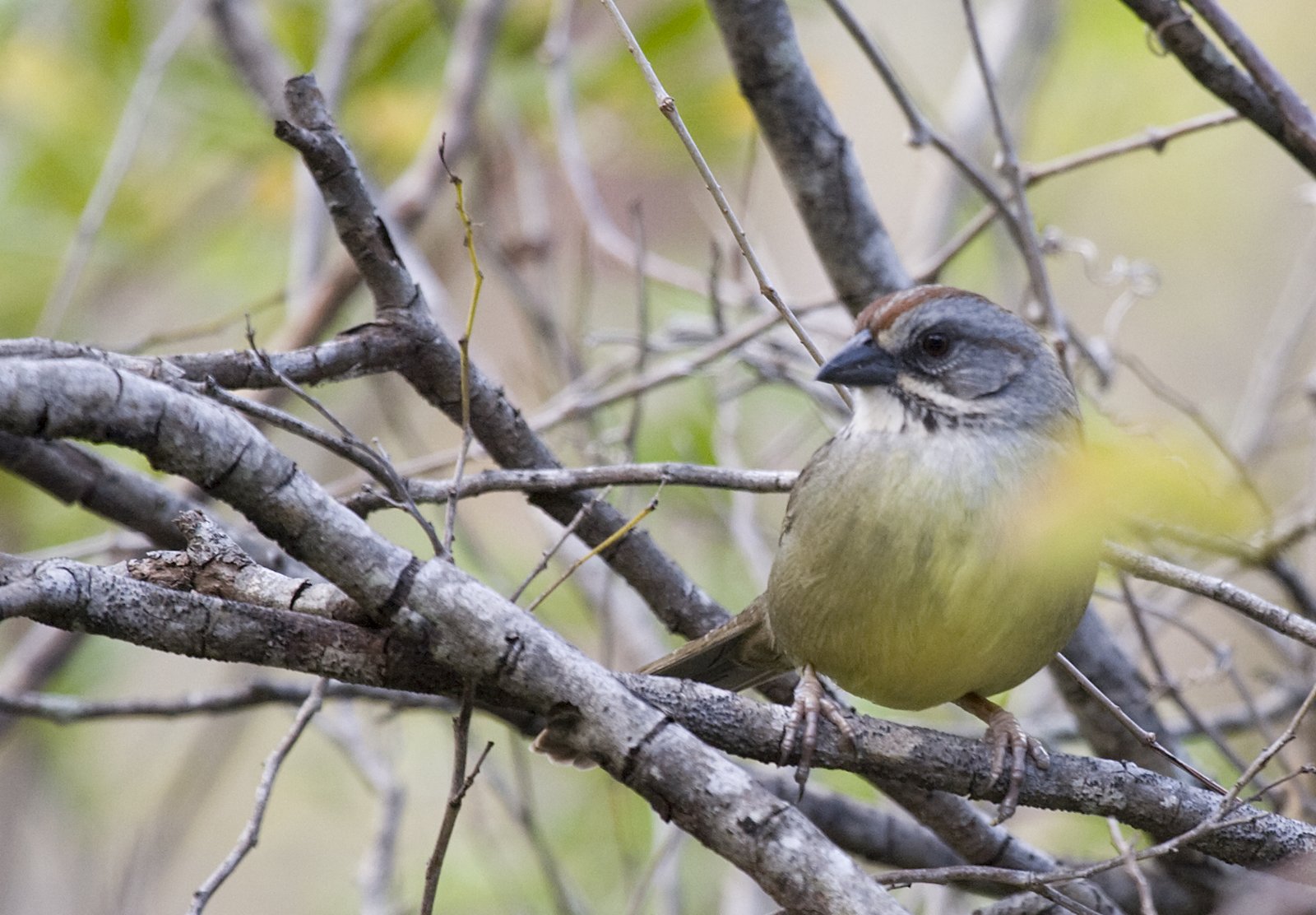 Zapatagors (Torreornis inexpectata)