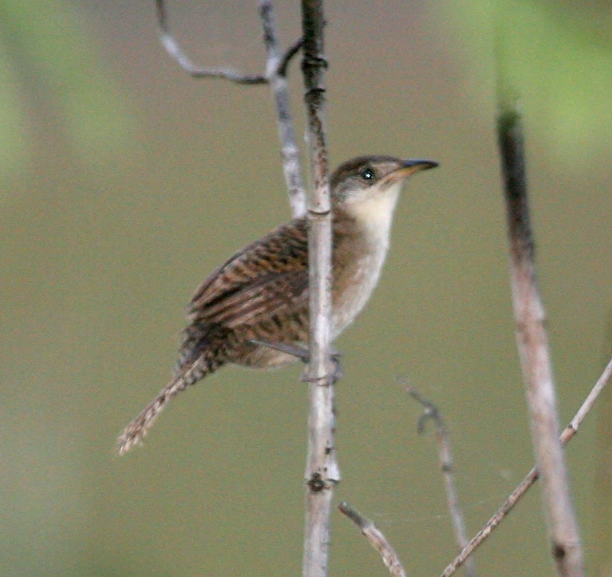 Zapatawinterkoning (Ferminia cerverai)