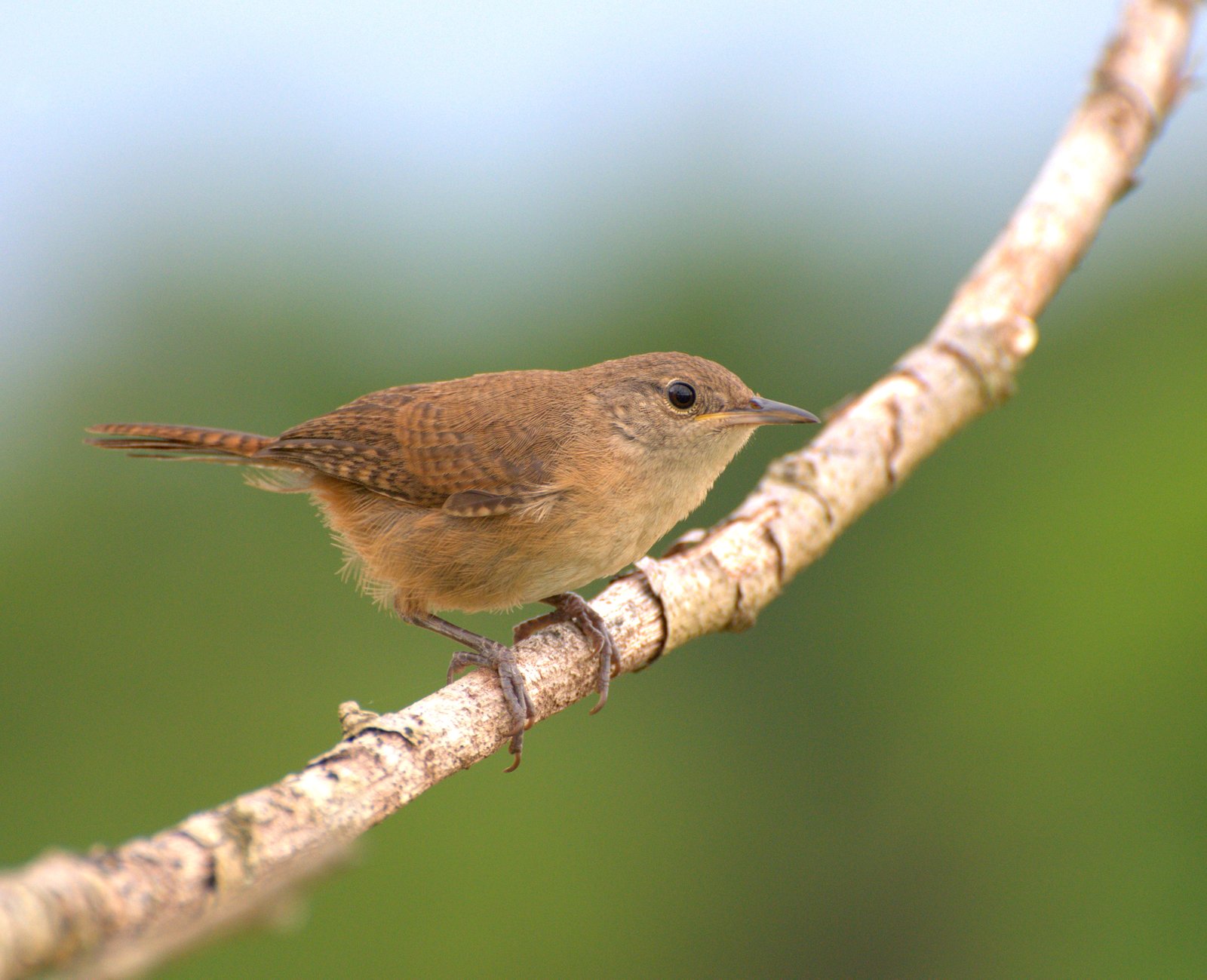 Zuidelijke huiswinterkoning (Troglodytes musculus)