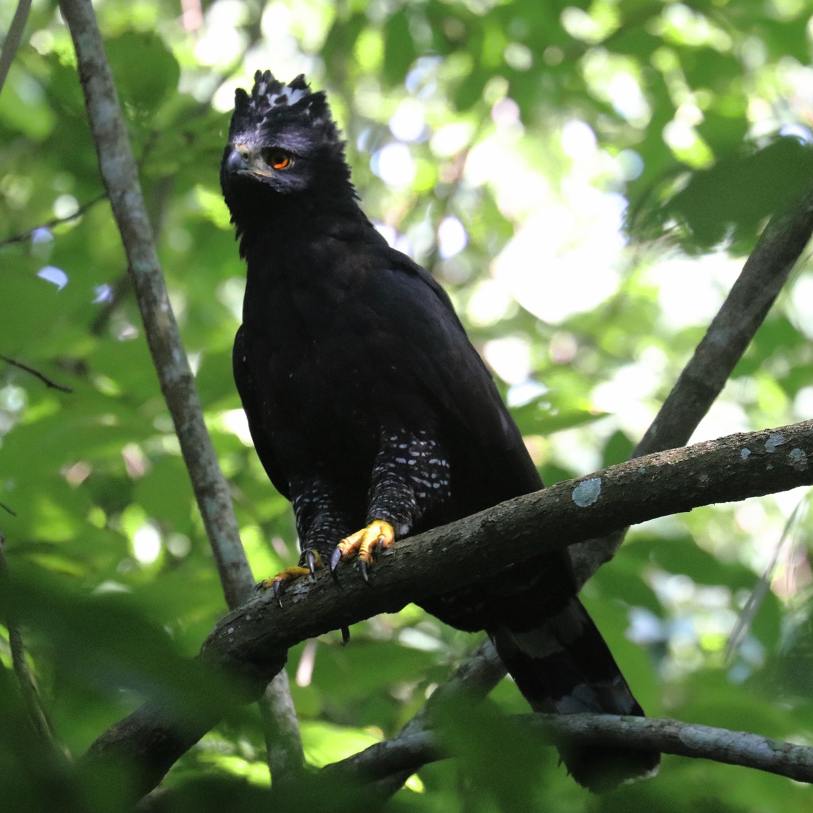Zwarte kuifarend (Spizaetus tyrannus)