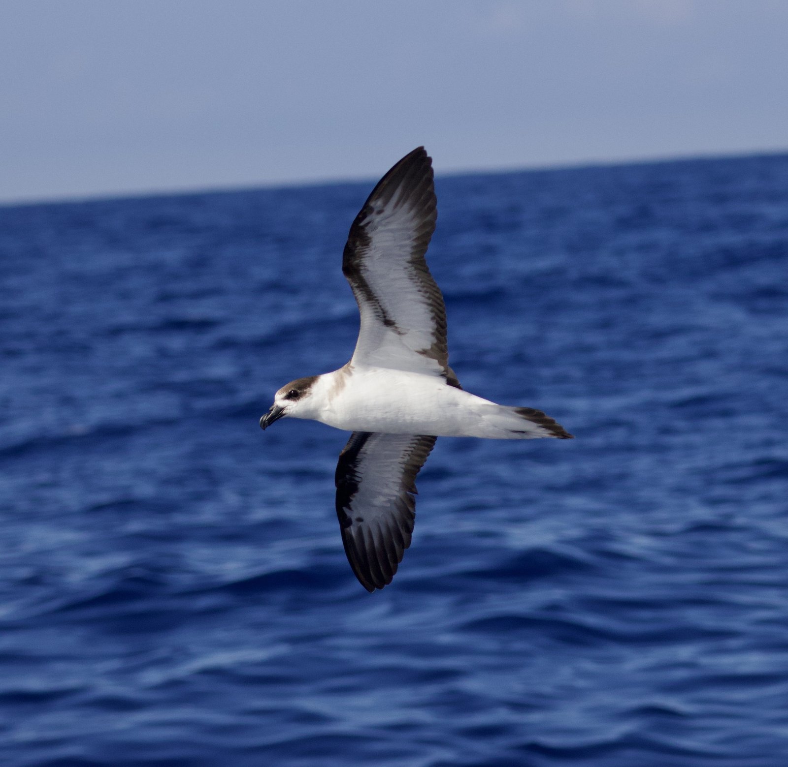 Zwartkapstormvogel (Pterodroma hasitata)