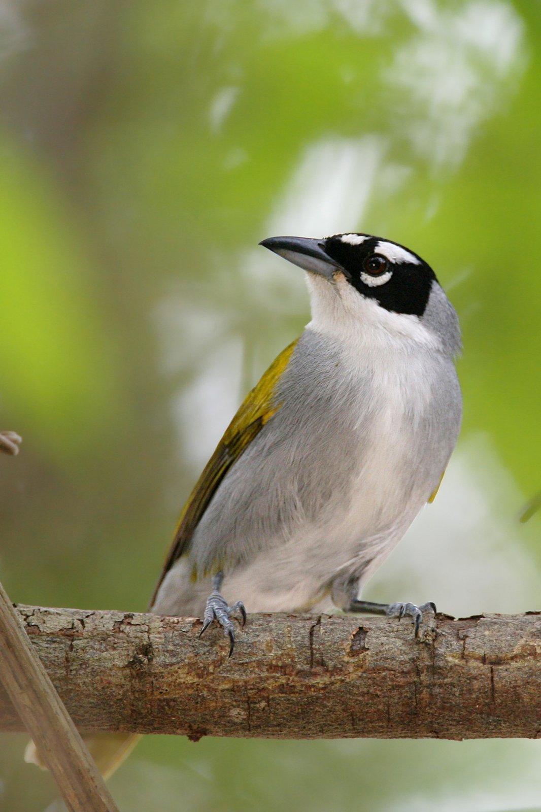 Zwartkruinpalmtangare (Phaenicophilus palmarum)