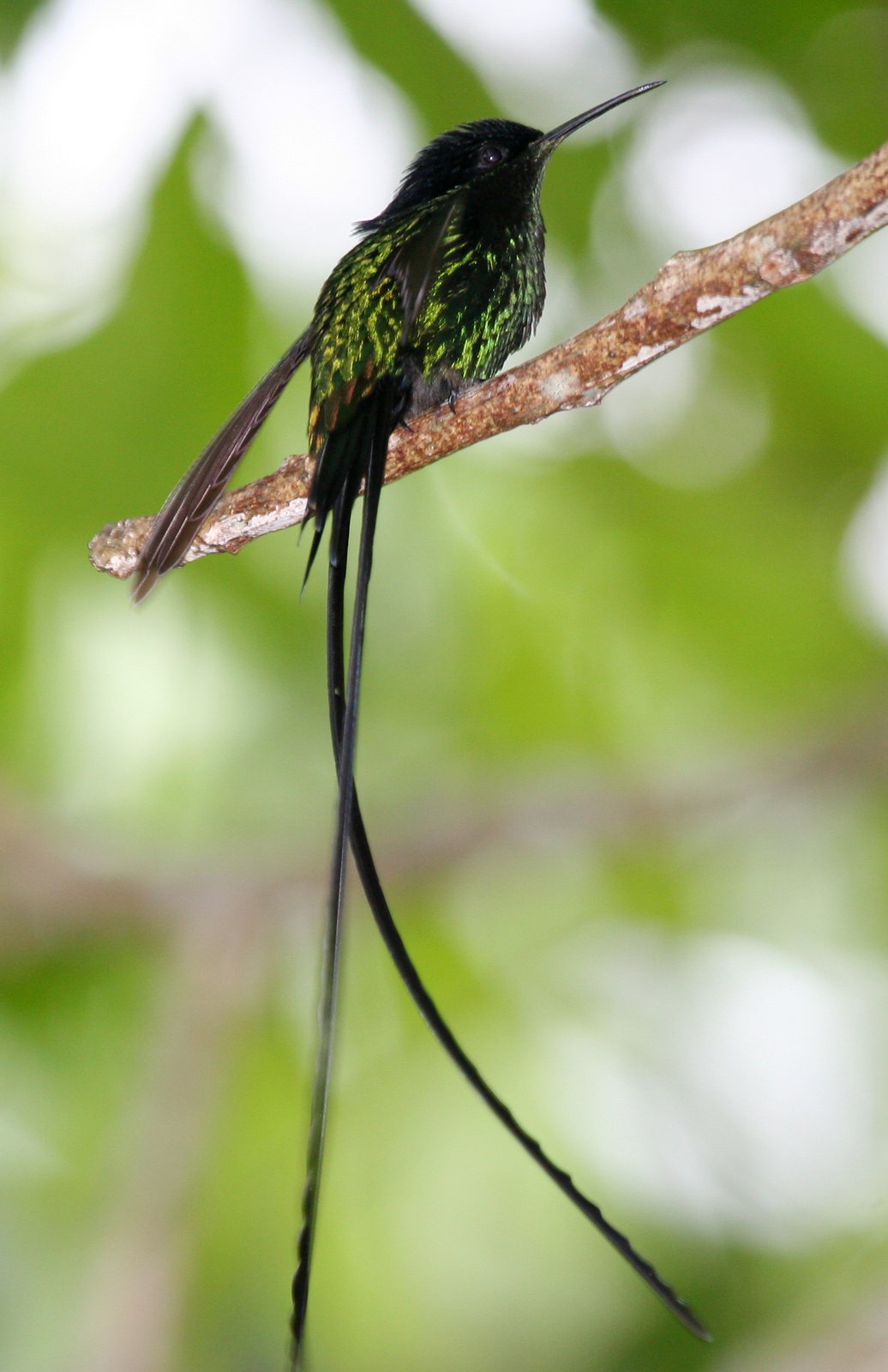 Zwartsnavelwimpelstaart (Trochilus scitulus)