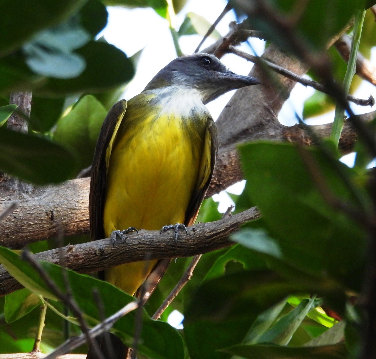 Zwaveltiran (Tyrannopsis sulphurea)