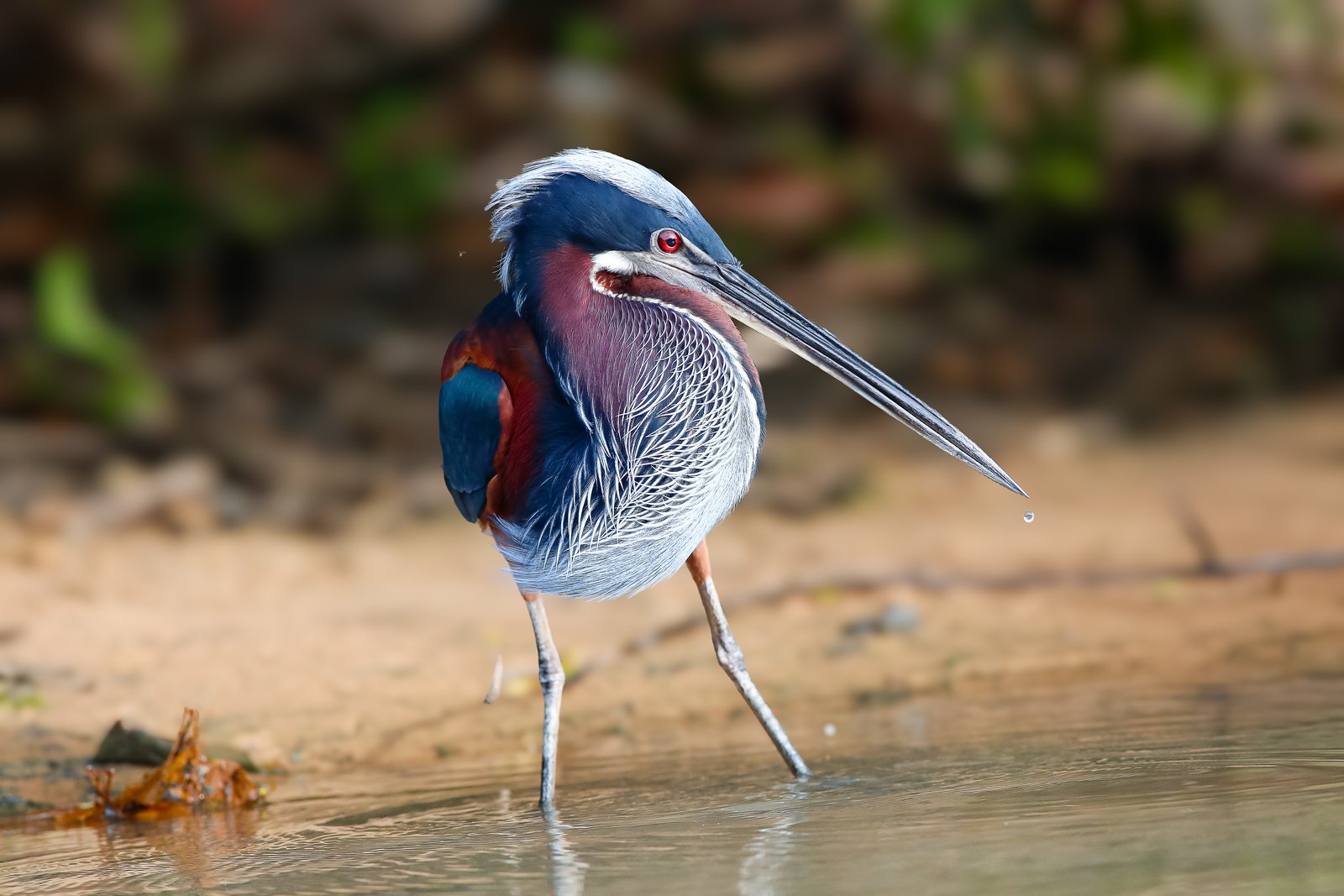 Agamireiger (Agamia agami)