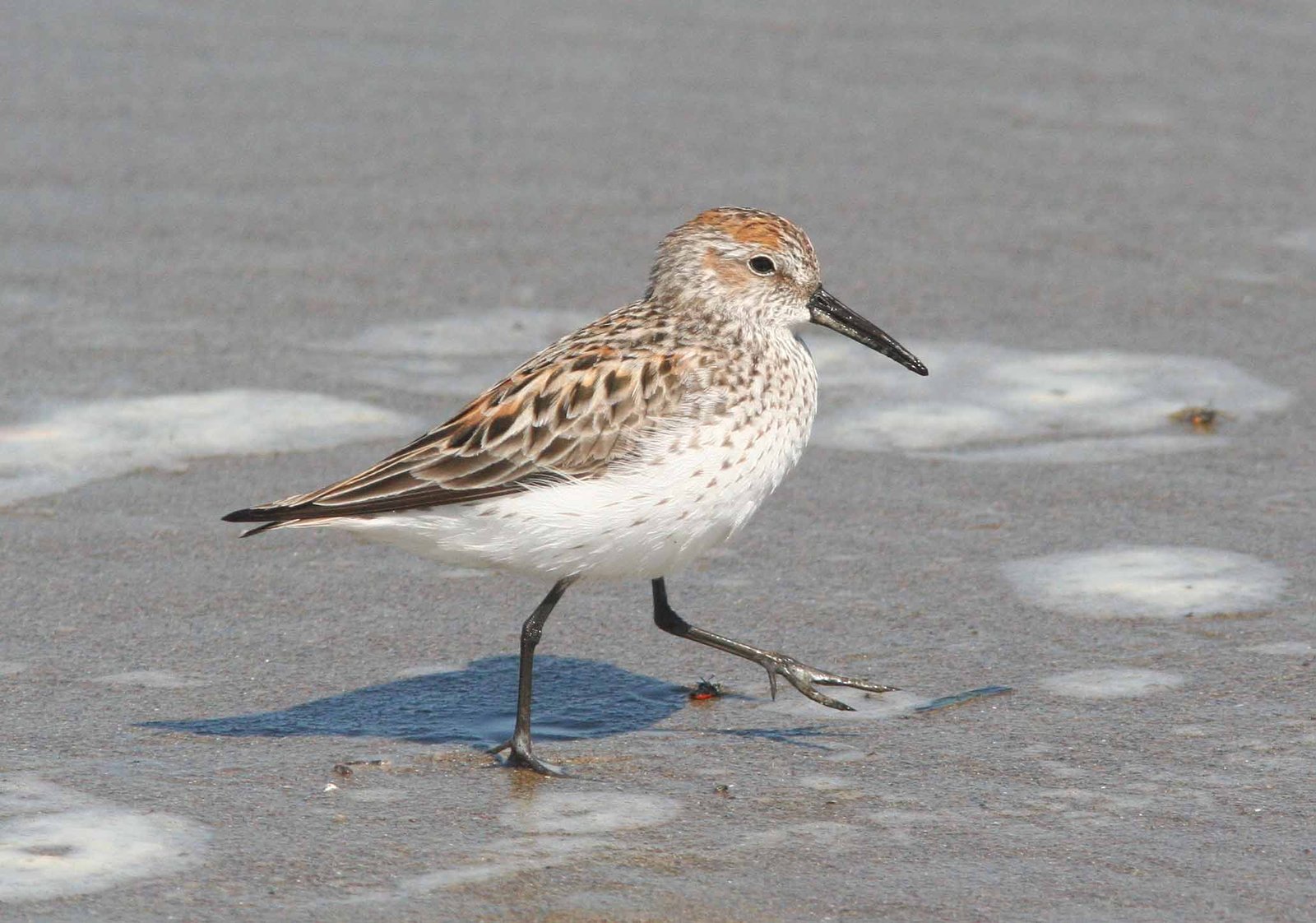 Alaskastrandloper (Calidris mauri)