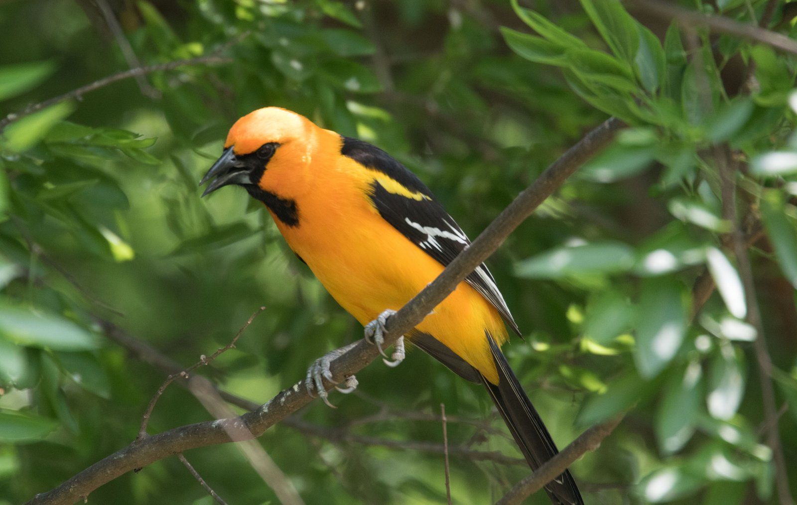 Altamiratroepiaal (Icterus gularis)