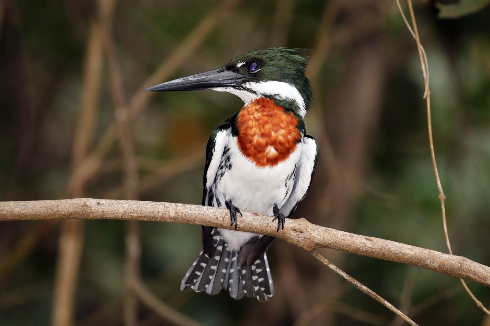 Amazone-ijsvogel (Chloroceryle amazona)