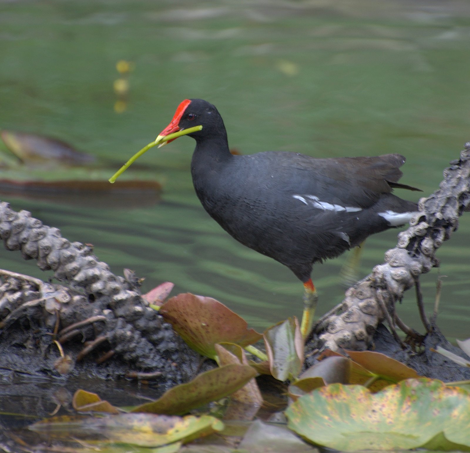 Amerikaans waterhoen (Gallinula galeata)