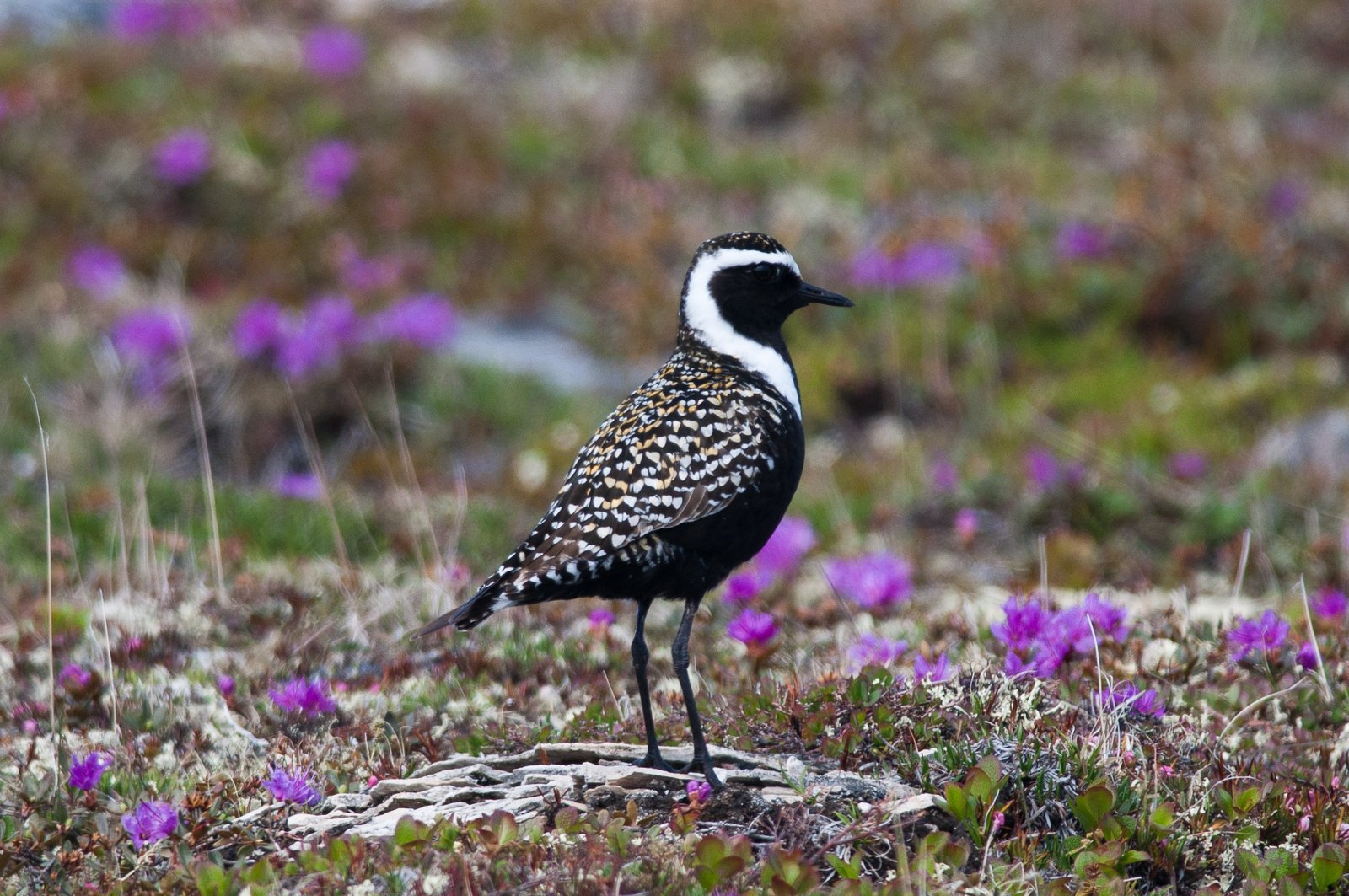 Amerikaanse goudplevier (Pluvialis dominica)
