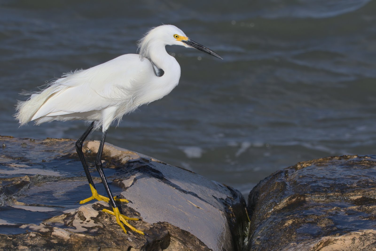 Amerikaanse kleine zilverreiger (Egretta thula)
