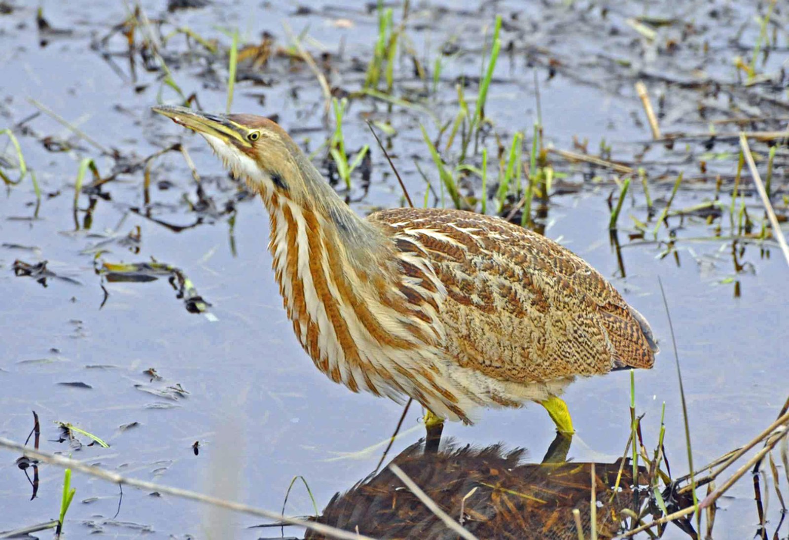 Amerikaanse roerdomp (Botaurus lentiginosus)