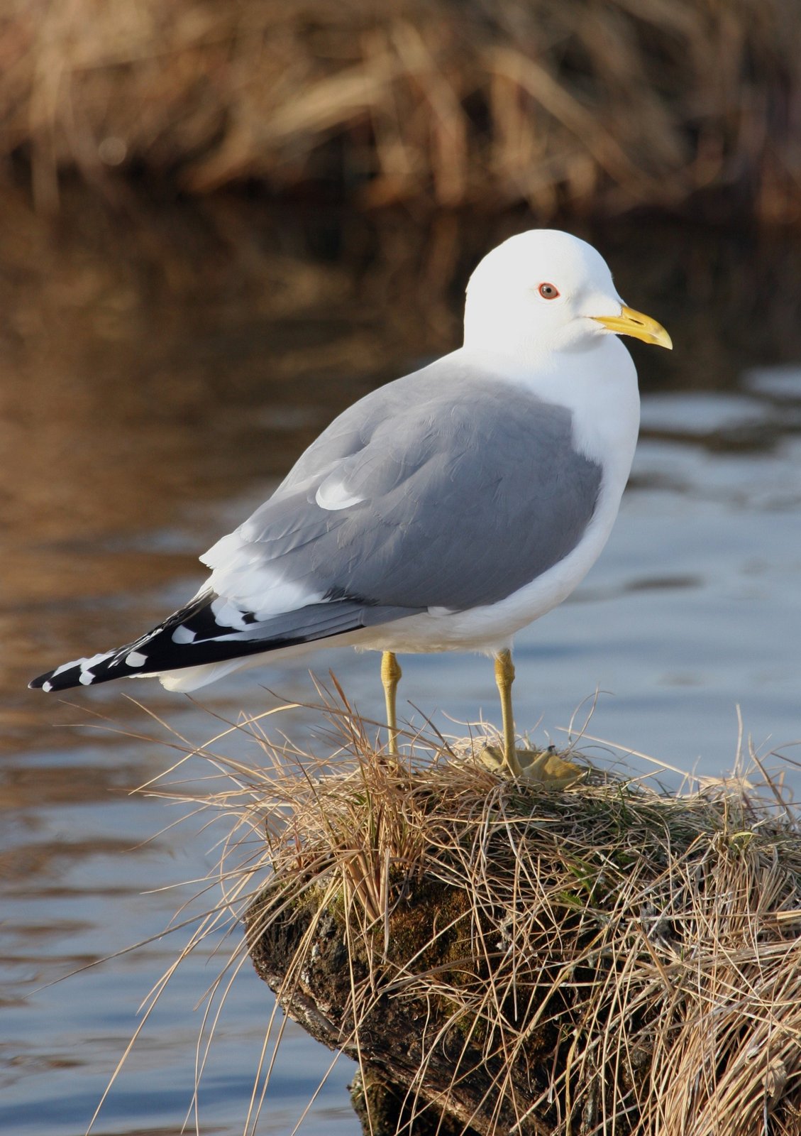 Amerikaanse stormmeeuw (Larus brachyrhynchus)