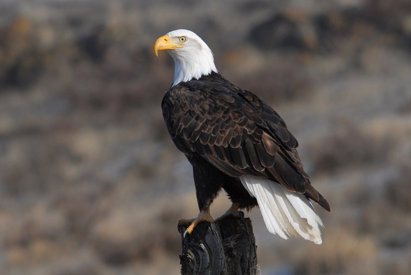 Amerikaanse zeearend (Haliaeetus leucocephalus)