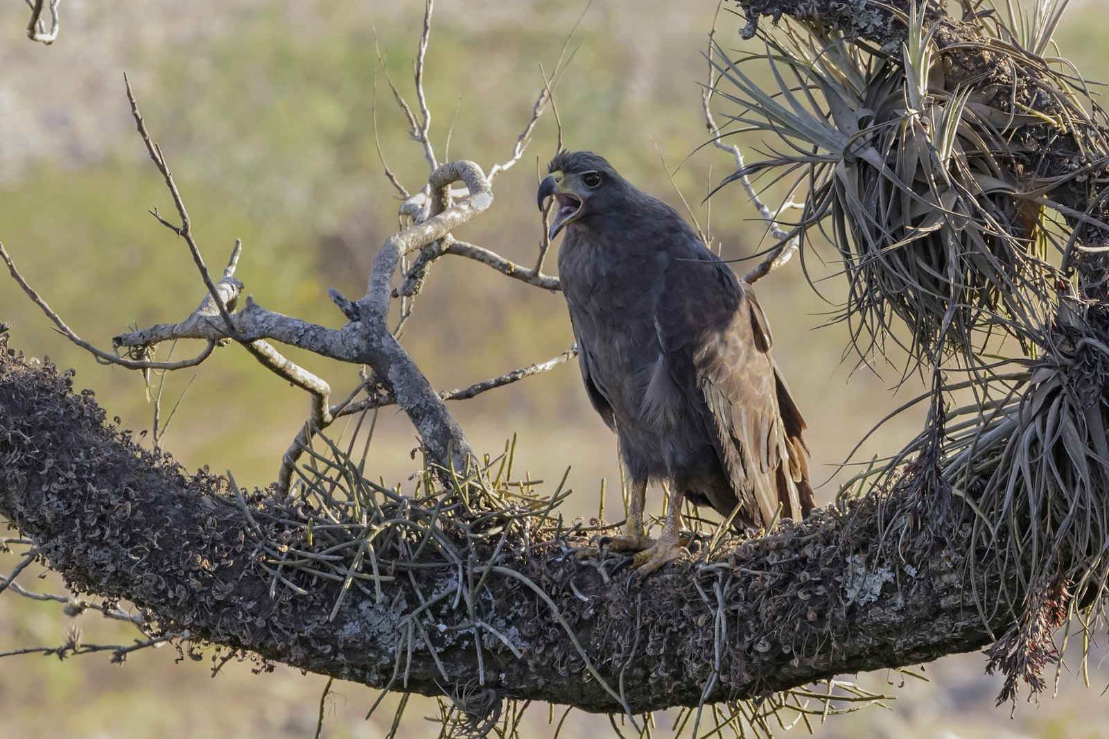 Amerikaanse zwarte arend (Buteogallus solitarius)