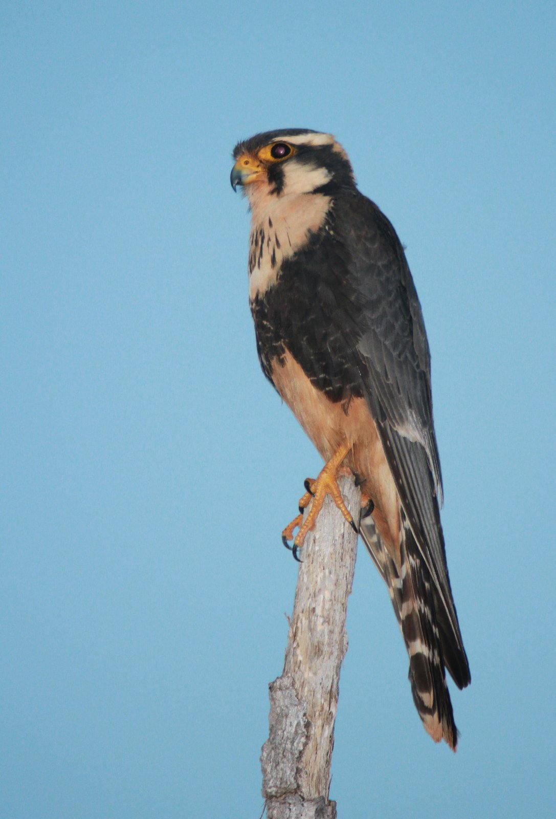 Aplomadovalk (Falco femoralis)