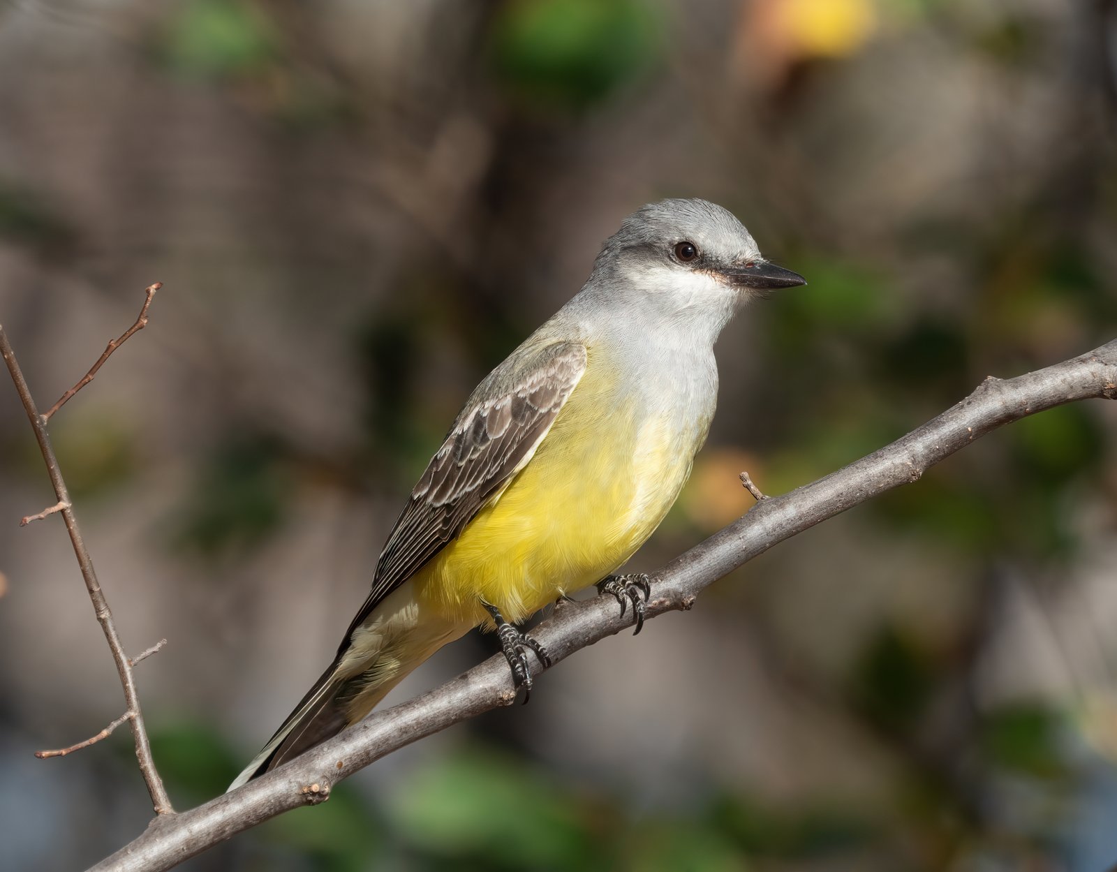 Arkansaskoningstiran (Tyrannus verticalis)