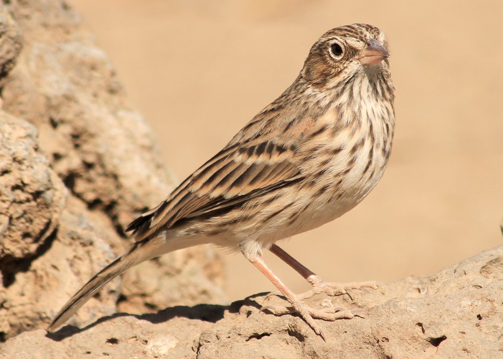 Avondgors (Pooecetes gramineus)