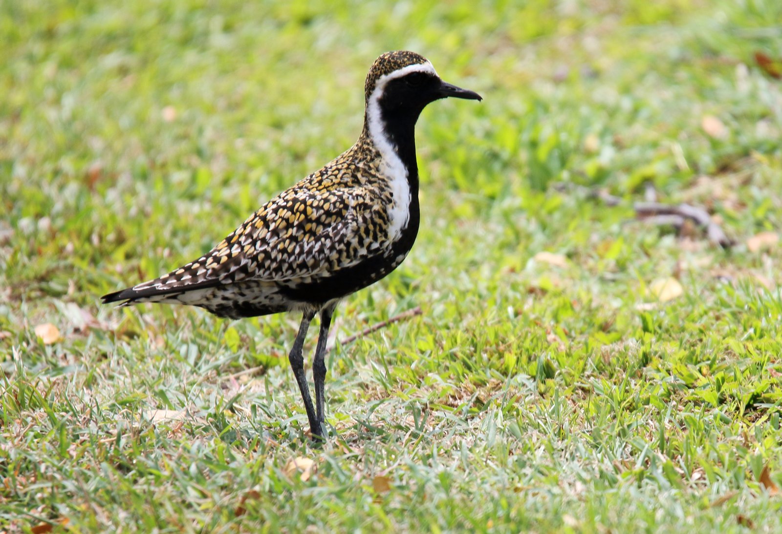 Aziatische goudplevier (Pluvialis fulva)