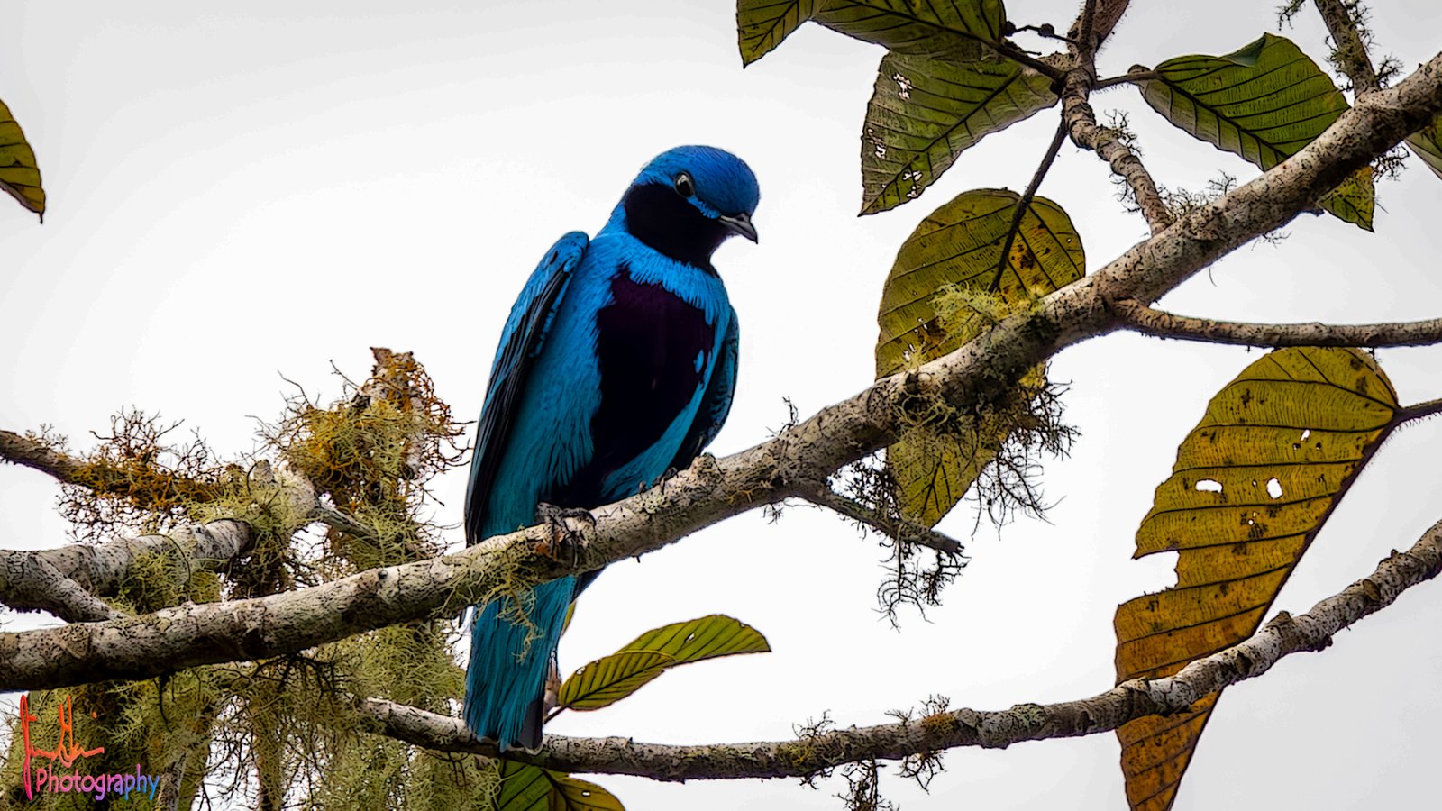 Azuurcotinga (Cotinga amabilis)