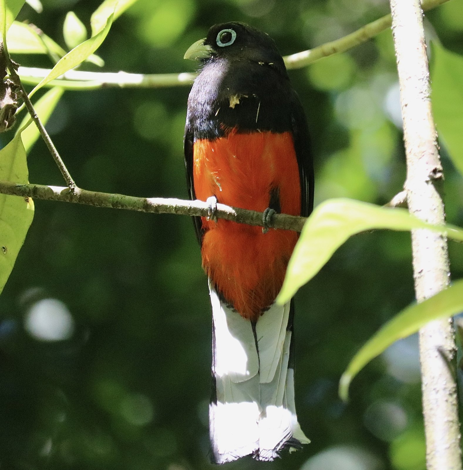 Bairds trogon (Trogon bairdii)