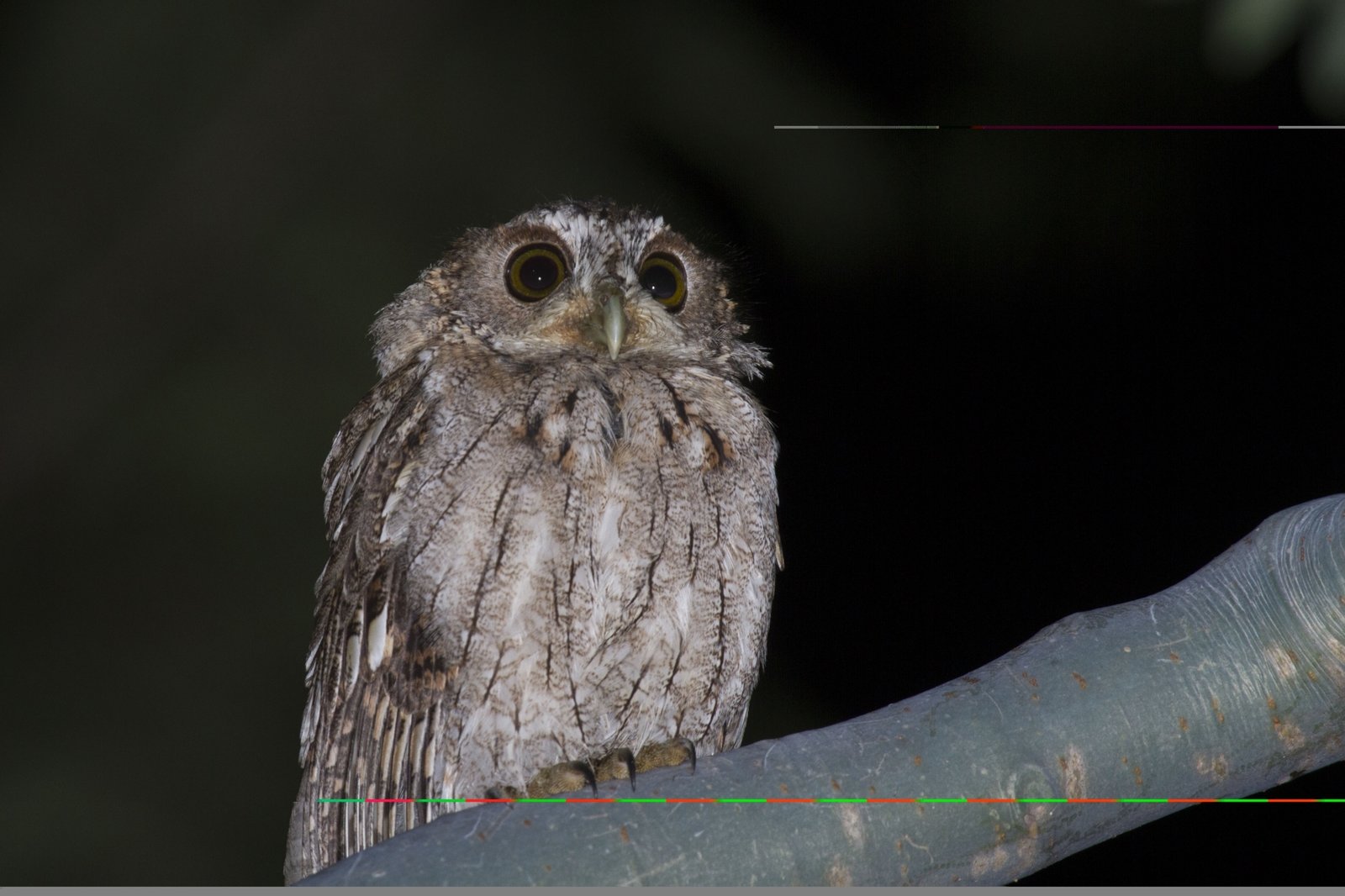 Balsasschreeuwuil (Megascops seductus)