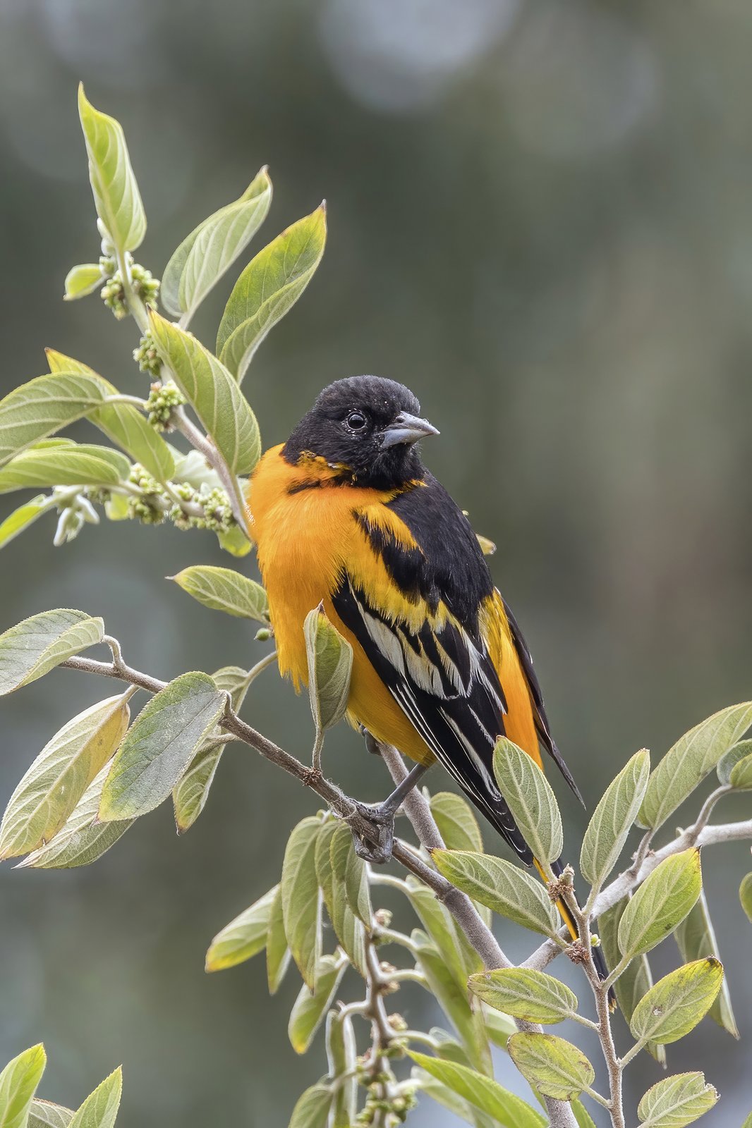 Baltimoretroepiaal (Icterus galbula)