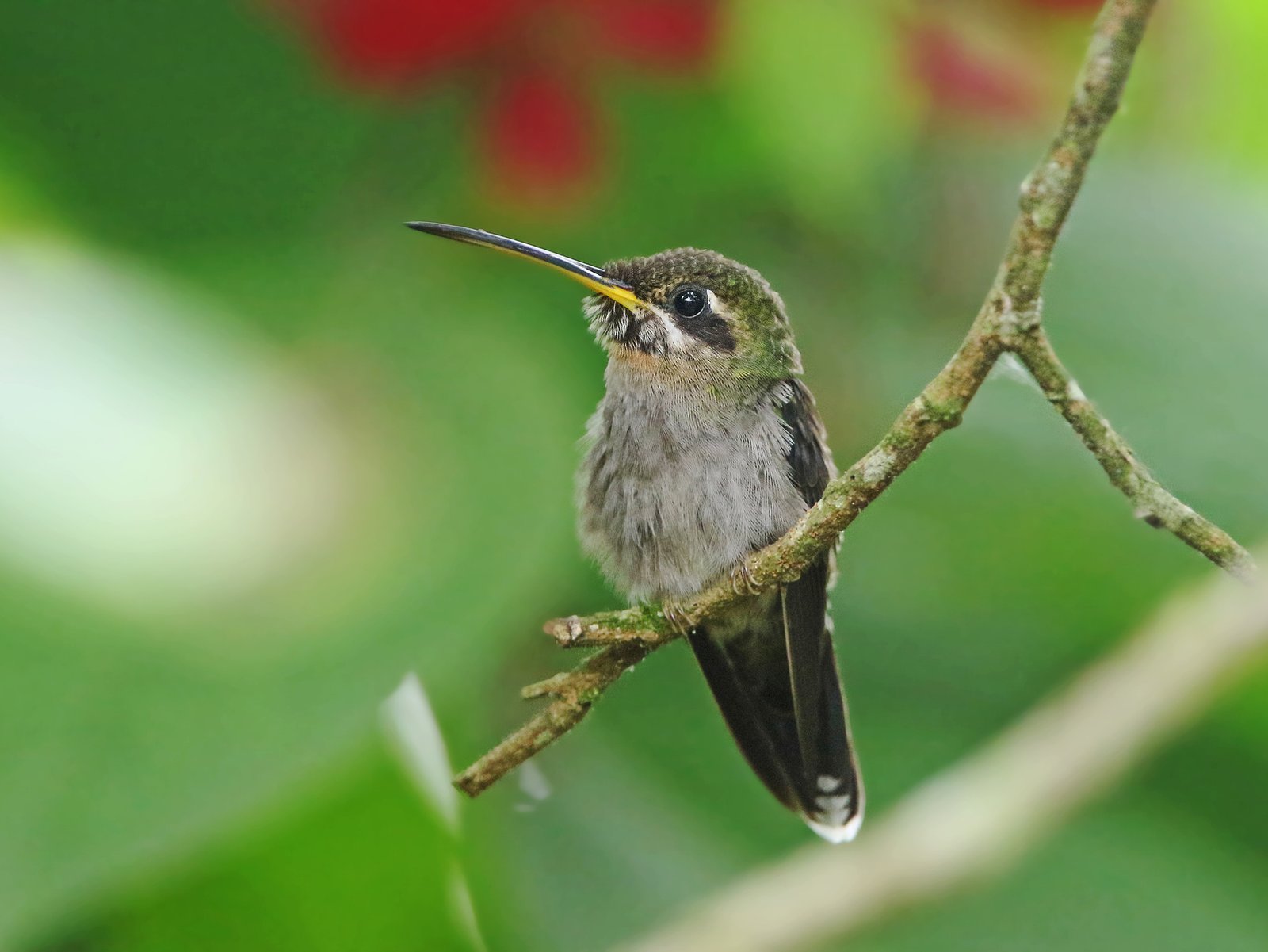 Bandstaartbaardkolibrie (Threnetes ruckeri)